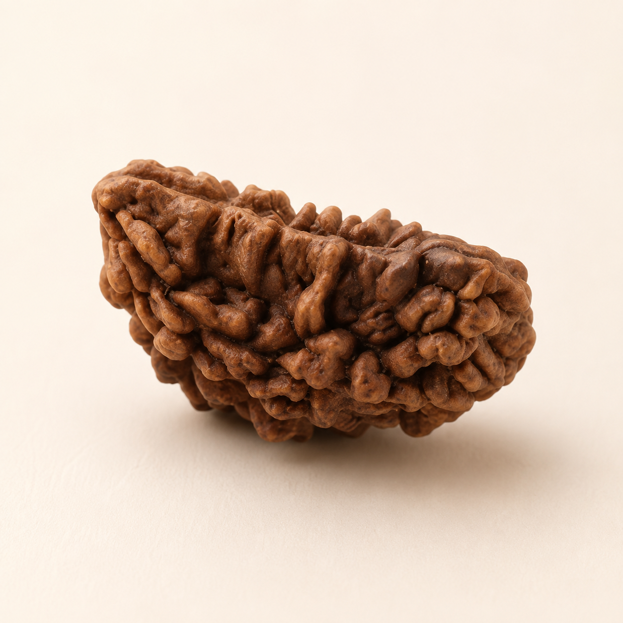 Kaju Mukhi Rudraksha